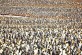 Sam Crimmin / Penguins