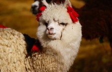 Expedition Altiplano 2012