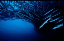 SHO in Diving and Hyperbaric Medicine