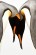 Sam Crimmin / Penguins
