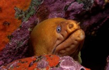 Johann Oosthuizen Dive Photography