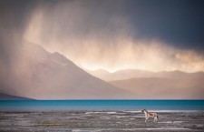 Andrew Peacock in Ladakh