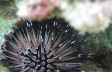 Diving into a Medical Gap Year in Fiji