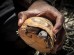 A spider tortoise: an endangered species and another focus of Blue Ventures’ conservation work