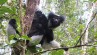 An indri (a type of lemur) in Adasibe National Park