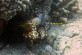 A Mantis Shrimp