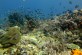 The reef