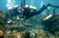 Surveying the reef