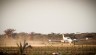 The aircraft lands on a disused airstrip to evacuate one of the volunteers. Note the baobab forest in the background