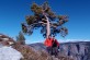 The famous top out tree