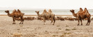 Molting Mongolian camels