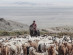 Nomadic goat herding in Mongolia