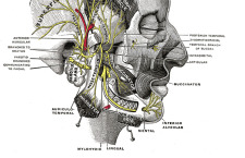 AM Guide to Expedition Dental Anaesthesia