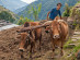 Young Tamang farmer ploughing near Tarke Gyang