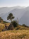 The evening sun illuminates the barley fields of Sermathang village