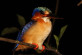 Malachite Kingfisher (Alcedo cristata) sat on a branch whilst we were out looking for frogs