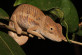 Angel’s Chameleon (Furcifer angeli): only found in Madagscar