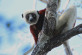 Coquerel’s Sifaka (Propithecus coquereli): the lemur most often found around Mariarano