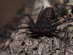 Mexican Tailess Whip Scorpion