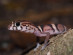 Juvenile Leopard Gecko, Mexico