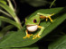 Red-Eyed Tree Frog, Mexico