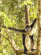 Geoffrey’s Spider Monkeys (Ateles geoffroyi) swinging around, displaying at Calukmul Pyramids