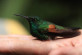 Stripe-tailed Hummingbird (Eupherusa eximia) caught mist-netting: using very fine, almost invisible nets to catch and count birds. The hummingbirds have such high metabolisms that they would need some sugar water to get them going again to fly away
