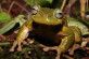 Spike-thumb frog (Plectrohyla exquisita) endemic to the montane regions of Honduras