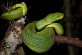 March’s Emerald Palm Viper (Bothriechis marchi), part of larger subfamily of pit vipers, so-called because of the presence of a heat-sensing organ located between the eye and the nostril on either side of the head