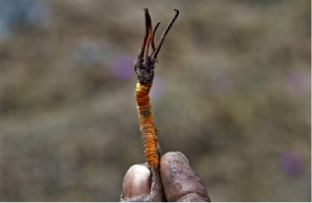 ​Kínai hernyógomba (Cordyceps sinensis) a vitalitás​ ​és a termékenység​ ​gombája Yarsagumba gomba
