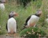 Puffins on Mingulay