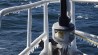 Frozen rigging