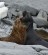 Southern Elephant Seals, Anchorage Island