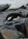 Adelie Penguin, Port Lockroy