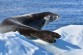 Crabeater Seal, Argentine Islands