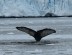 Humpback Fluke, Piccard Bay