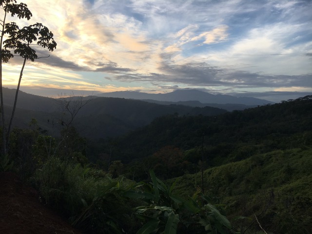 Jungle sunrise