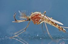 Close up image of mosquito.