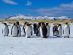Wildlife in Antarctica