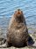 Wildlife in Antarctica