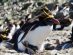 Wildlife in Antarctica