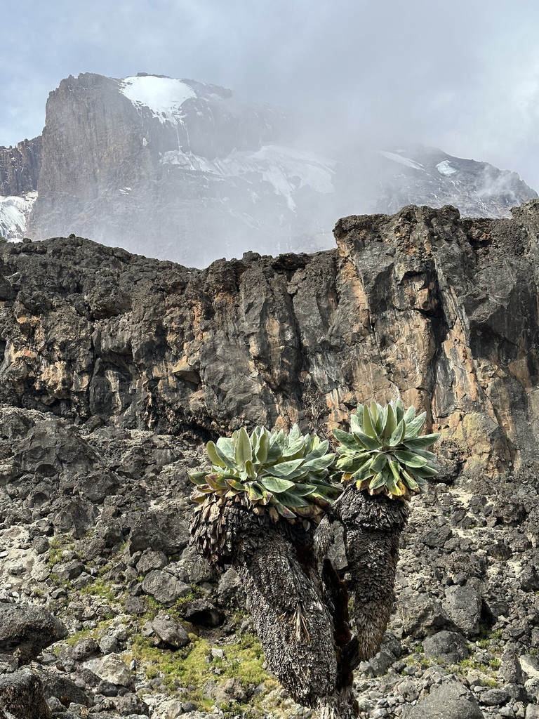 Views on Mount Kilimanjaro